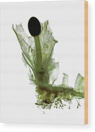 Attēlu rezultāti vaicājumam “Pellia epiphylla sporophyte”