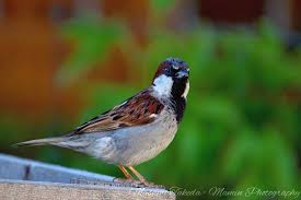 Attēlu rezultāti vaicājumam “Passer domesticus male”