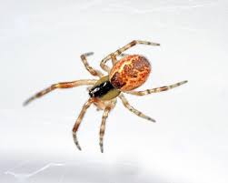 Attēlu rezultāti vaicājumam “Theridiidae”