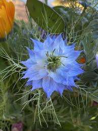 Image result for Nigella damascena