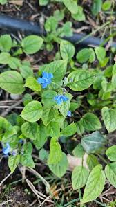 Image result for Omphalodes verna