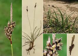 Attēlu rezultāti vaicājumam “Carex ericetorum”