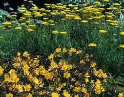 Image result for Achillea filipendulina