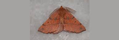 Attēlu rezultāti vaicājumam “Colotois pennaria”