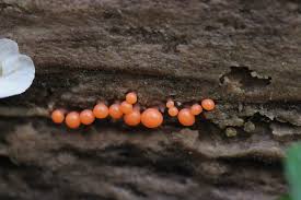 Attēlu rezultāti vaicājumam “Trichia decipiens”