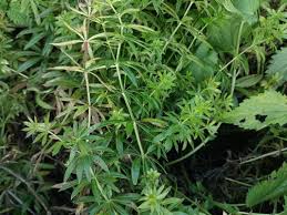 Attēlu rezultāti vaicājumam “Galium rivale leaf”