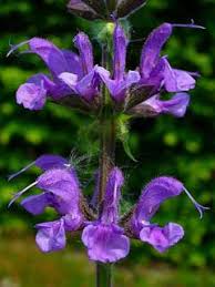 Image result for Salvia pratensis