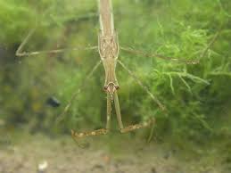 Attēlu rezultāti vaicājumam “Ranatra linearis”