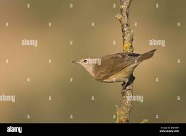 Attēlu rezultāti vaicājumam “Sylvia borin adult”