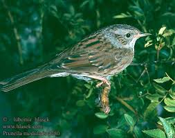 Attēlu rezultāti vaicājumam “Prunella modularis”