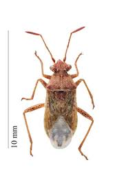 Attēlu rezultāti vaicājumam “Rhopalus maculatus”