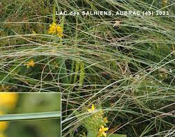 Attēlu rezultāti vaicājumam “Carex lasiocarpa male flower”