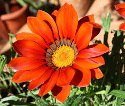 Image result for Gazanien