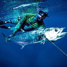 Image result for skiptondivers