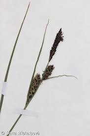 Attēlu rezultāti vaicājumam “Carex nigra”