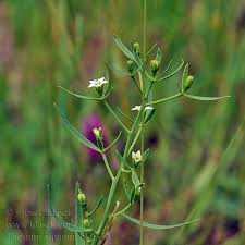 Attēlu rezultāti vaicājumam “Thesium alpinum”