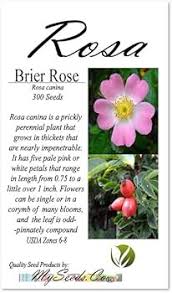 Image result for Rosa canina