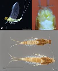Attēlu rezultāti vaicājumam “Ephemeroptera”