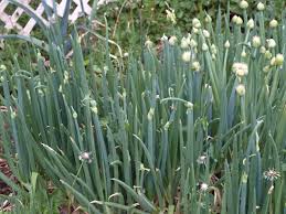 Attēlu rezultāti vaicājumam “Allium cepa”