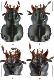 Attēlu rezultāti vaicājumam “Bembidion sp.”