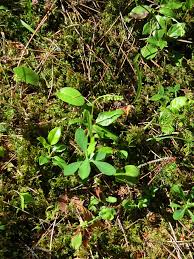 Attēlu rezultāti vaicājumam “Orthilia secunda leaf”