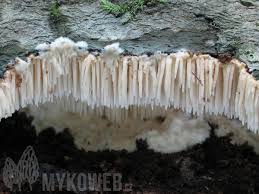 Attēlu rezultāti vaicājumam “Dentipellis fragilis”