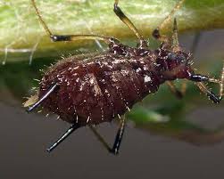 Attēlu rezultāti vaicājumam “Uroleucon hypochoeridis”