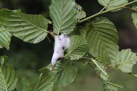 Attēlu rezultāti vaicājumam “Aphrophora nymph”