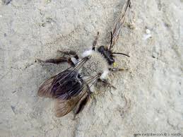 Attēlu rezultāti vaicājumam “Andrena vaga”