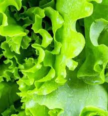 Attēlu rezultāti vaicājumam “Lactuca sativa”