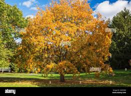 Attēlu rezultāti vaicājumam “Aesculus x hybrida”