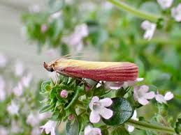 Attēlu rezultāti vaicājumam “Oncocera semirubella”