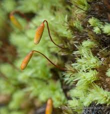 Attēlu rezultāti vaicājumam “Pohlia cruda”