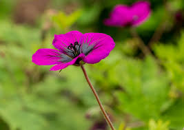 Image result for Geranium `Sandrine`