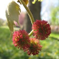 Attēlu rezultāti vaicājumam “Platanus x hispanica (syn. Platanus x acerifolia) leaf”