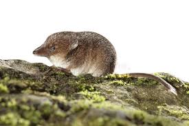 Attēlu rezultāti vaicājumam “Sorex araneus”