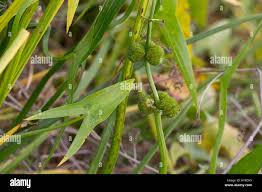 Attēlu rezultāti vaicājumam “Sagittaria sagittifolia fruit”