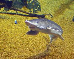 Image result for Acipenser oxyrinchus oxyrinchus