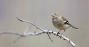 Attēlu rezultāti vaicājumam “Fringilla coelebs juvenile”