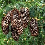 Attēlu rezultāti vaicājumam “Picea abies fruit”