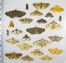 Attēlu rezultāti vaicājumam “Tortricidae”