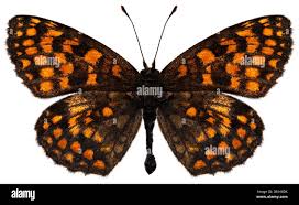 Attēlu rezultāti vaicājumam “Mellicta athalia upperside”