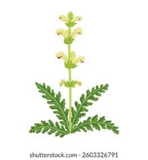 Attēlu rezultāti vaicājumam “Pedicularis sceptrum-carolinum leaf”