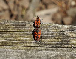 Attēlu rezultāti vaicājumam “Pyrrhocoris apterus imago”