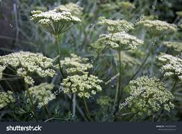 Attēlu rezultāti vaicājumam “Cenolophium denudatum”