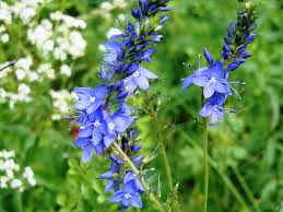 Attēlu rezultāti vaicājumam “Veronica austriaca subsp. teucrium bud”