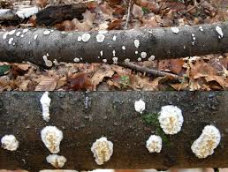 Attēlu rezultāti vaicājumam “Basidioradulum radula”