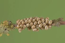 Attēlu rezultāti vaicājumam “Saturnia pavonia eggs”