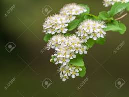Attēlu rezultāti vaicājumam “Spiraea chamaedryfolia flower”