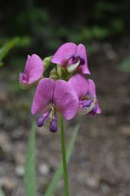 Attēlu rezultāti vaicājumam “Lathyrus sylvestris flower”